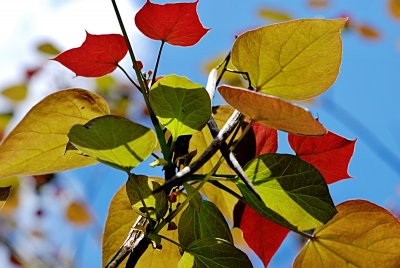 Catalpa x erubescens 'Purpurea' - katalpa křížená - listy